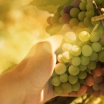Fruit Picking & Harvest Work