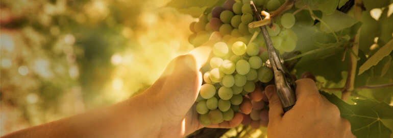 Fruit Picking & Harvest Work