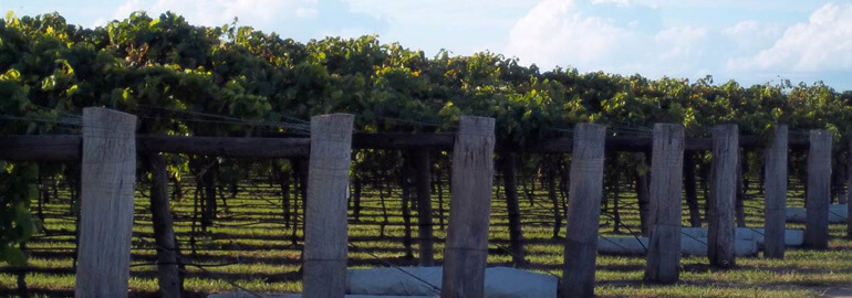 Table Grape Harvest Aus