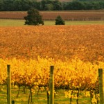 backpacker jobs australia