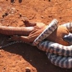 Serpents eat big iguanas