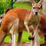 kangaroo