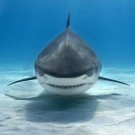 tiger shark australia
