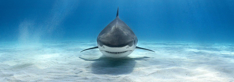 tiger shark australia