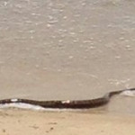 brown snake working holiday makers