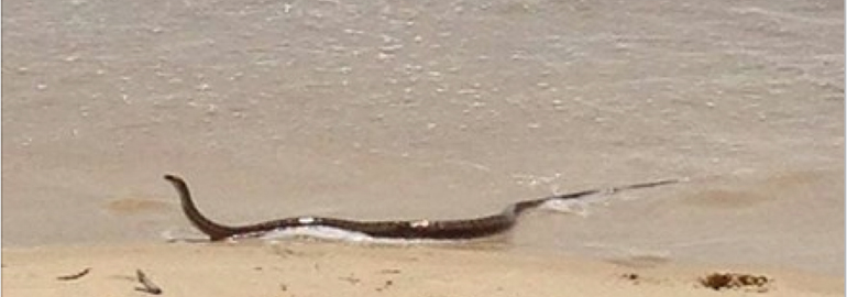 brown snake working holiday makers