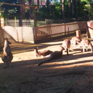 koala-park