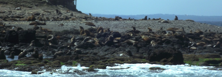 Phillip Island - L. Bastien