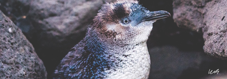 Melbourne_St_Kilda_Penguin