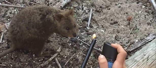quokka burn