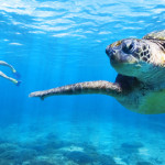 travel bundaberg turtles