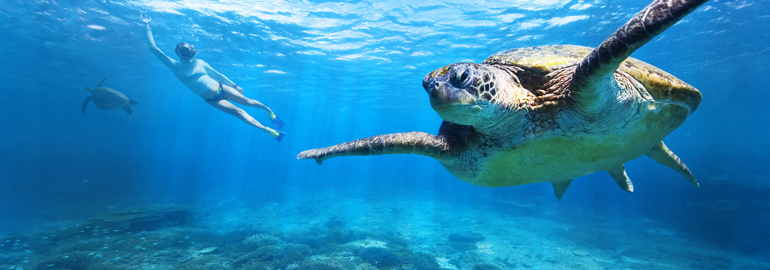 travel bundaberg turtles