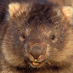 wombat backpackers