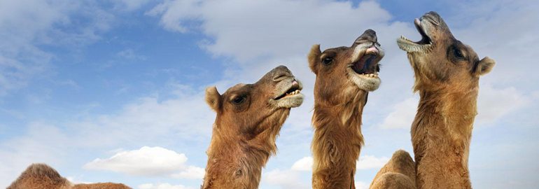 camels